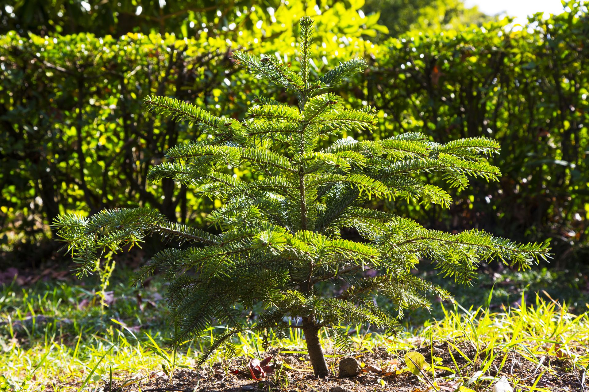 How to Replant a Live Christmas Tree, According to Experts Livingetc