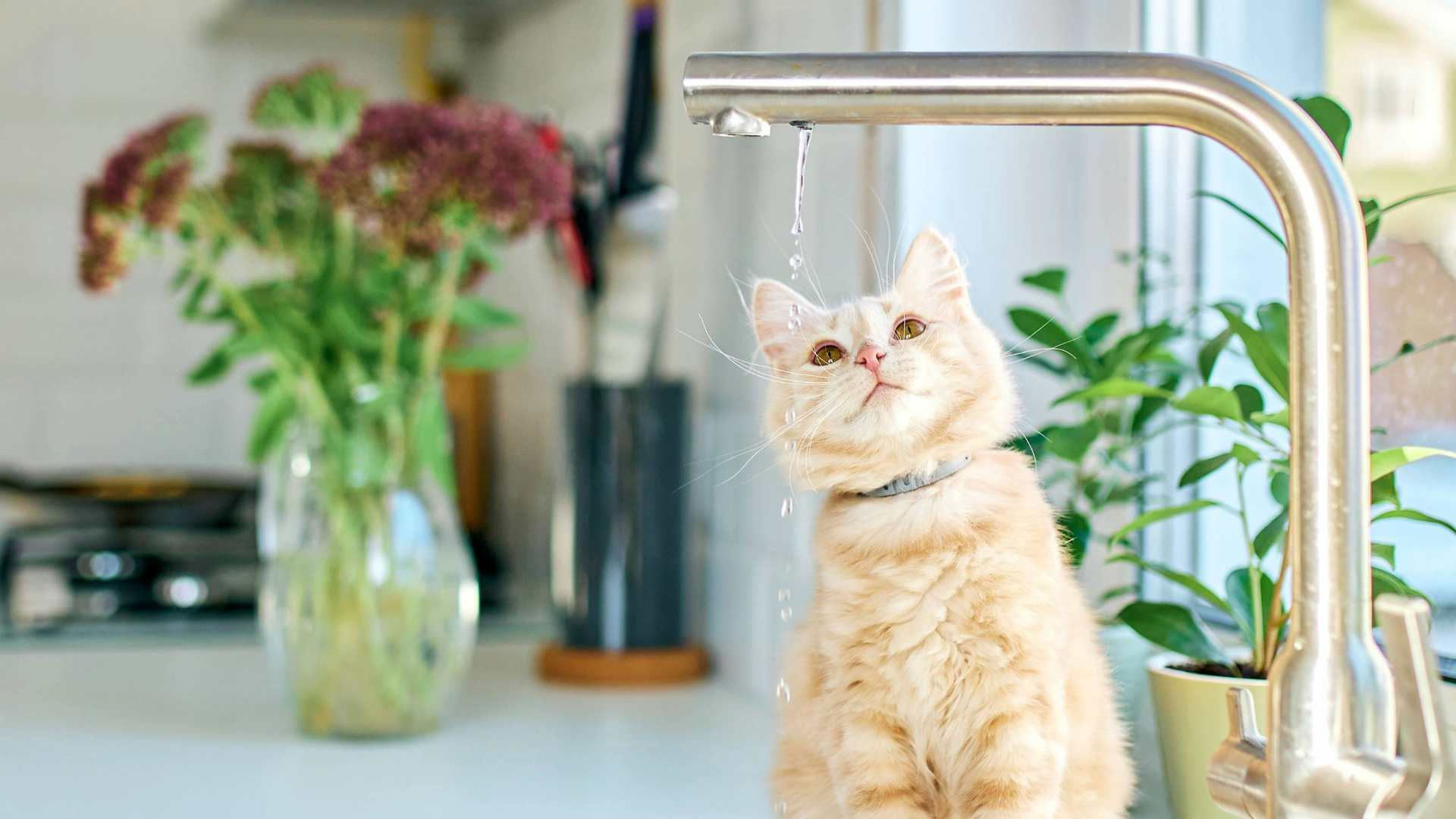 Cat staring at a tap