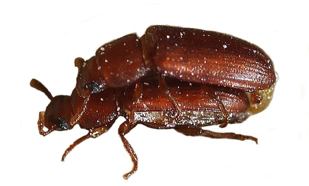 insects, promiscuity, red flour beetle, female promiscuity, polyandry, multiple mates, sex, beetle sex, promiscuous beetles, inbreeding, inbred, 