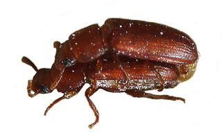 insects, promiscuity, red flour beetle, female promiscuity, polyandry, multiple mates, sex, beetle sex, promiscuous beetles, inbreeding, inbred, 