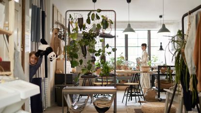 house plant tips