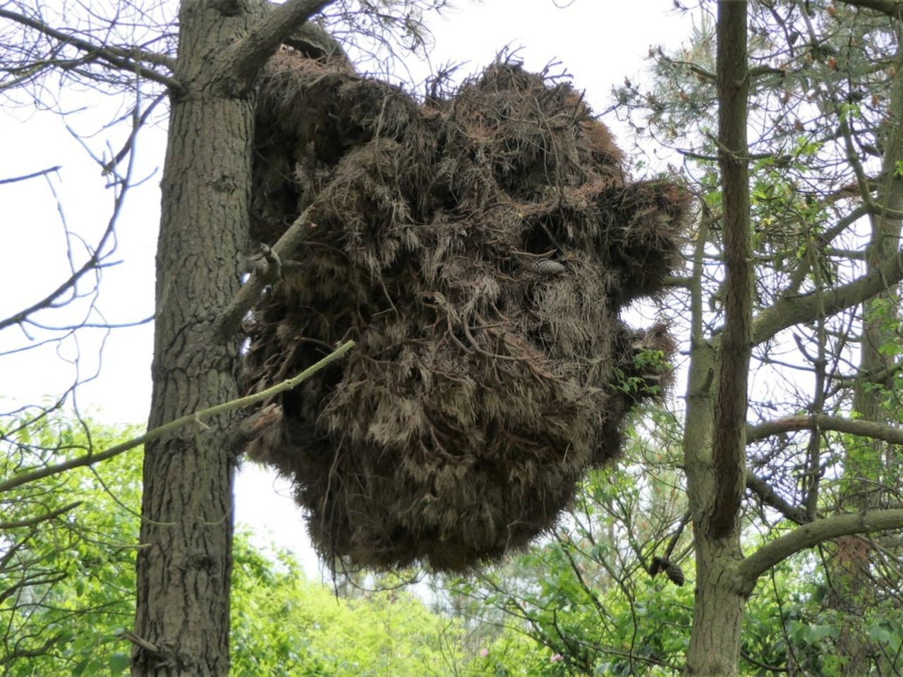 Witches&amp;#39; Broom On A Tree