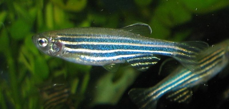 Fishing for Complements: Zebrafish as a Model Organism | Live Science