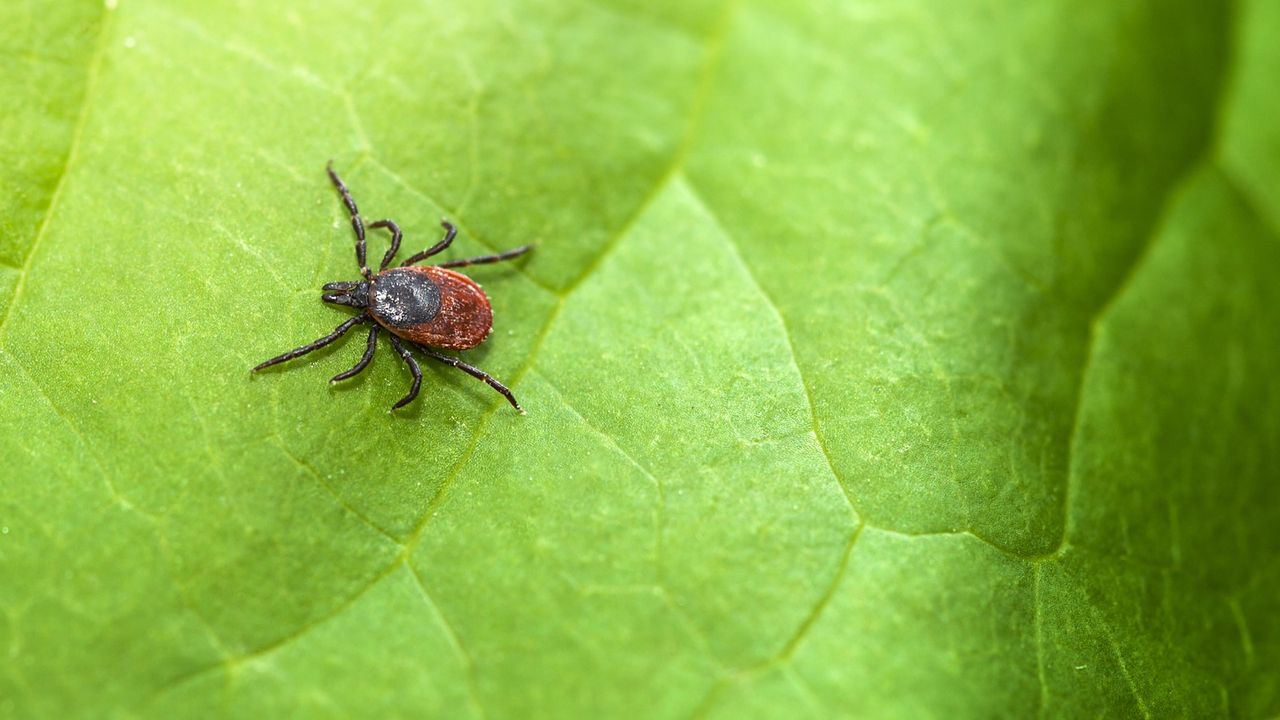 Kill ticks in your yard