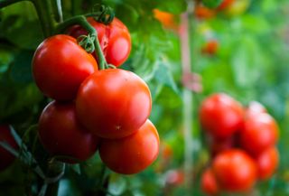 Tomatoes growing