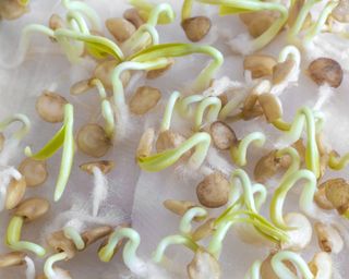 Sprouting seeds of bell pepper for seedlings