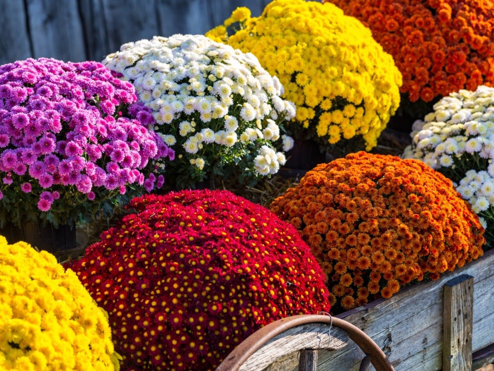 Fall Flower Arrangements For Front Porch Decor | Gardening Know How