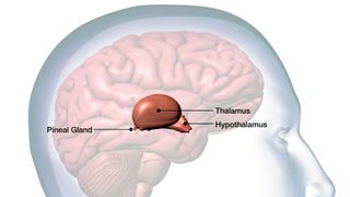 diagram of the brain shows the location of the hypothalamus, as well as two neighboring structures called the thalamus and pituitary gland