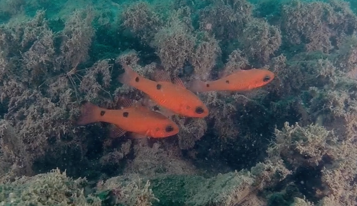 Primeval Underwater Forest