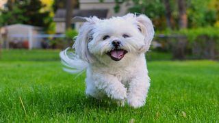 Shih Tzu bounding happily across a grassy field toward camera