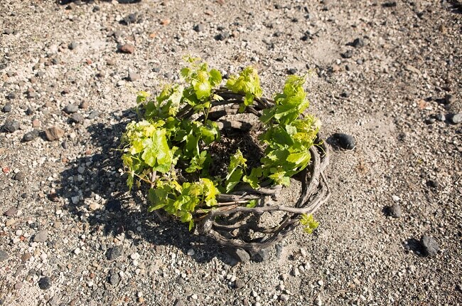 assyrtiko prices, santorini