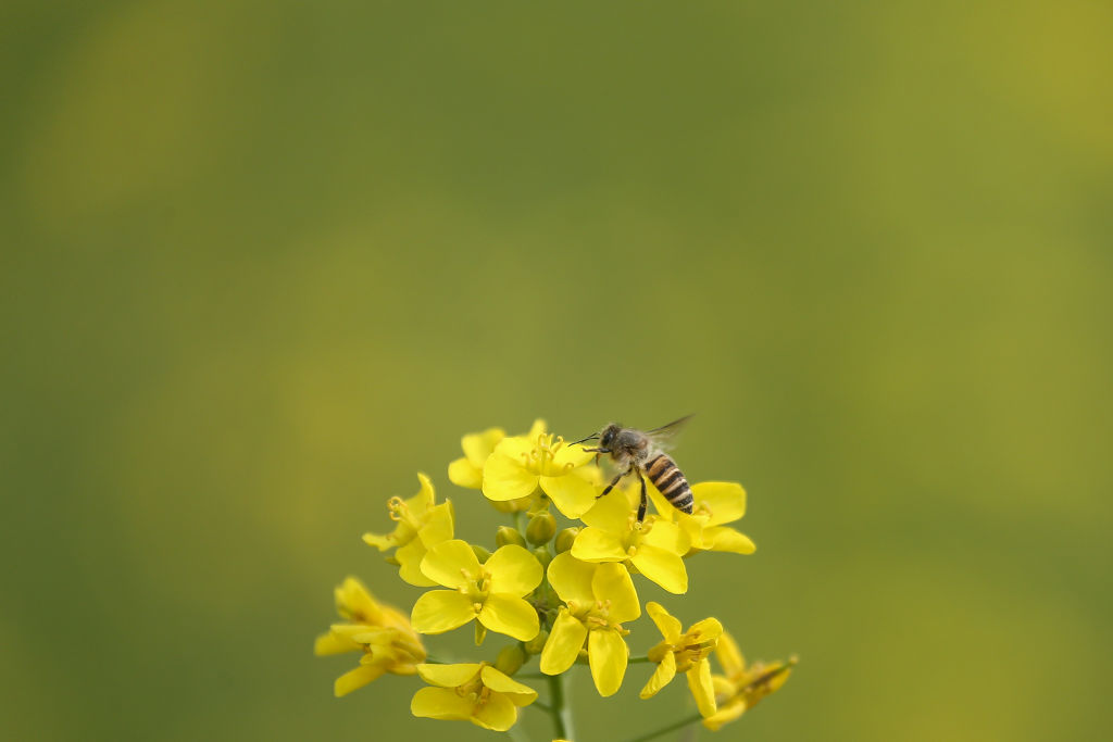 A close up of a yellow and black striped bee on a blossom of small yellow flowers.