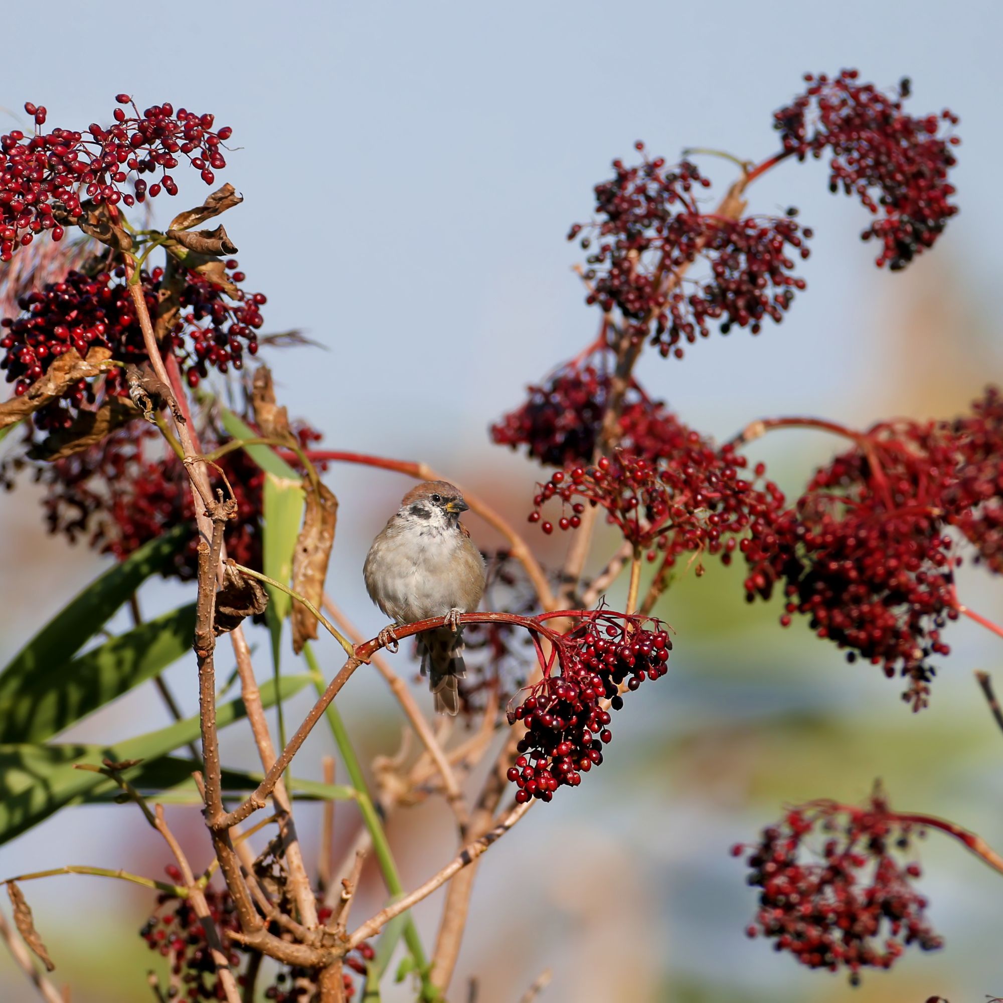 winter berry-bearing plant with bird