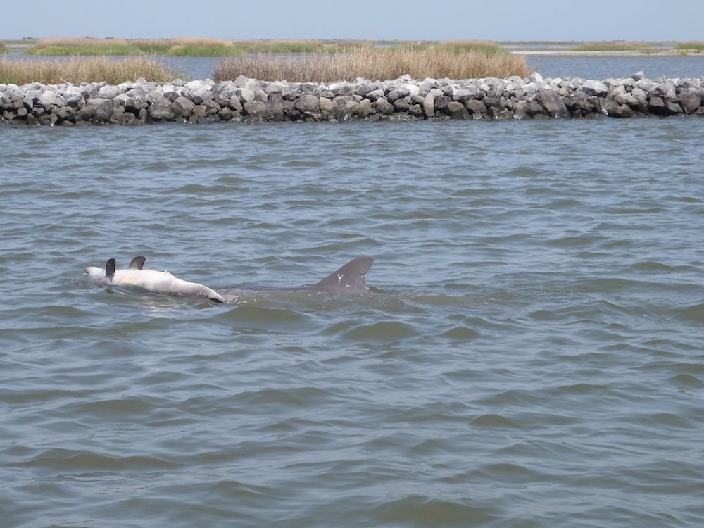 Dolphin with dead calf