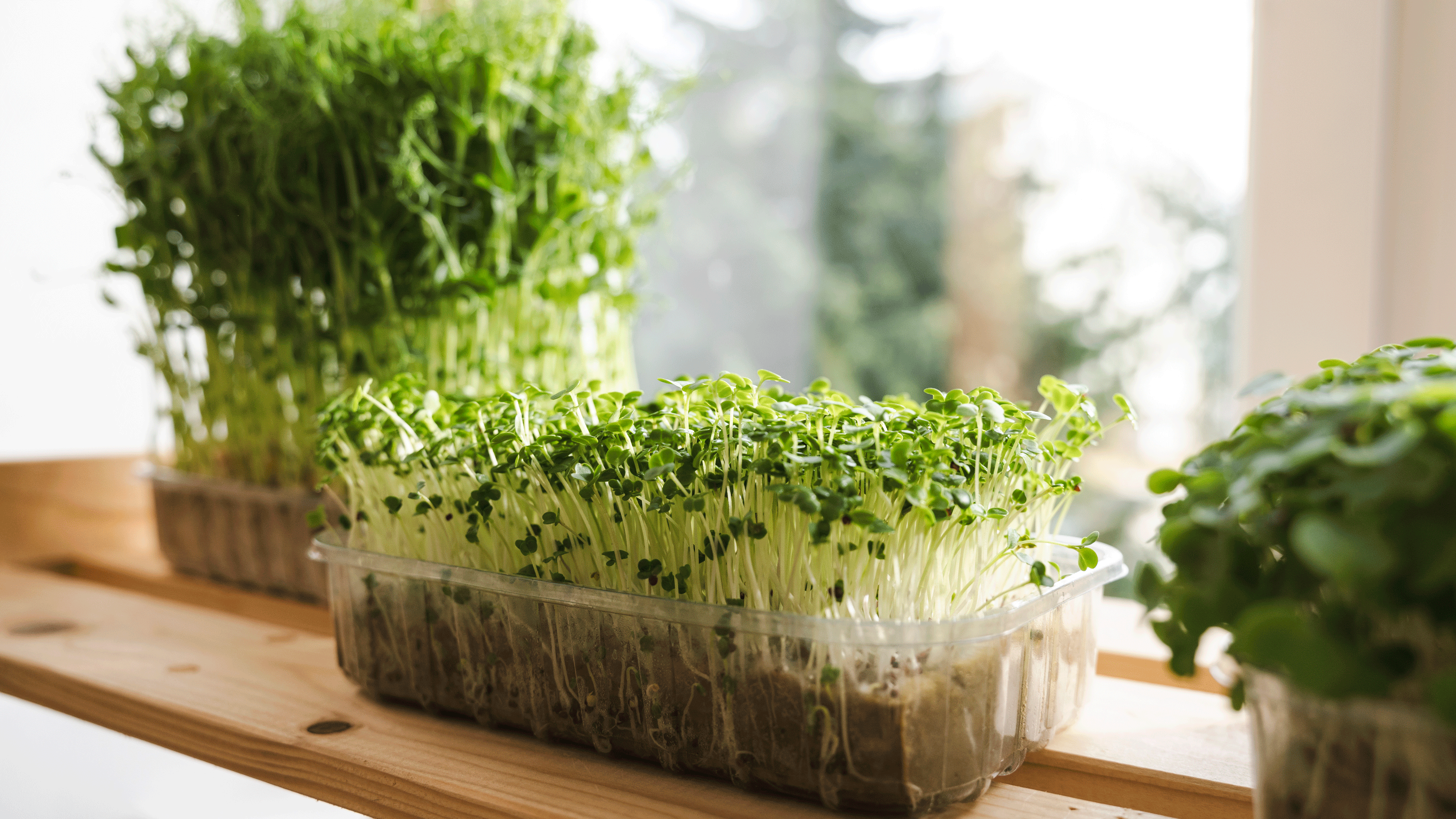 Pea microgreens growing in cardboard