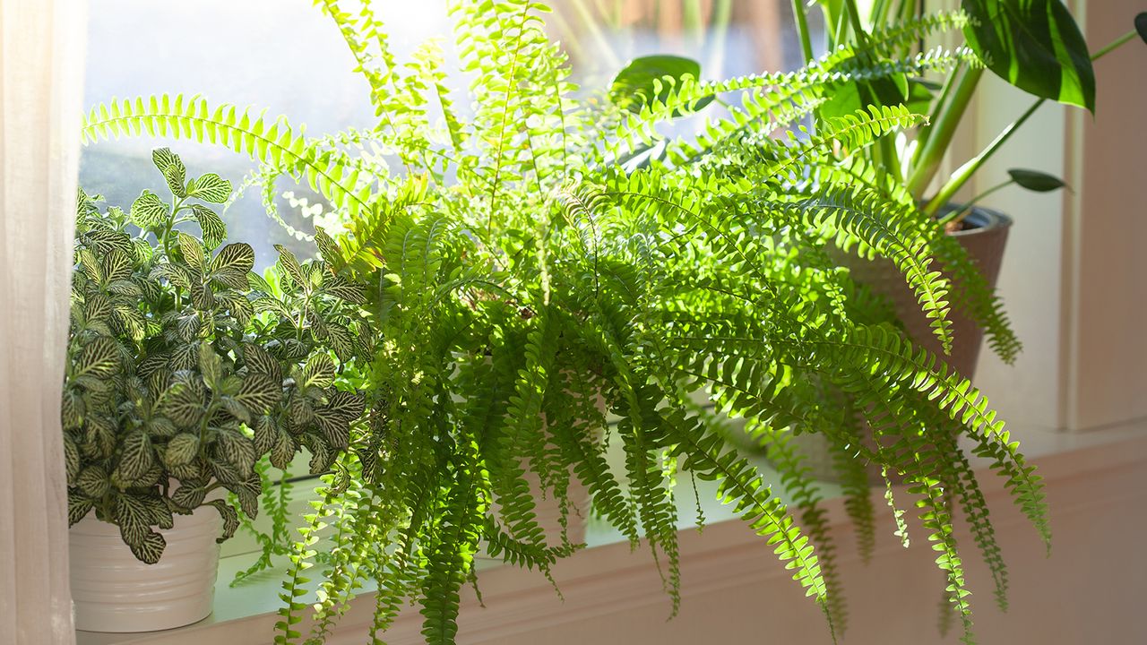 Boston fern on a bright windowsill alongside other houseplants