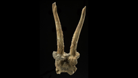 Deer skull headdress on a black background