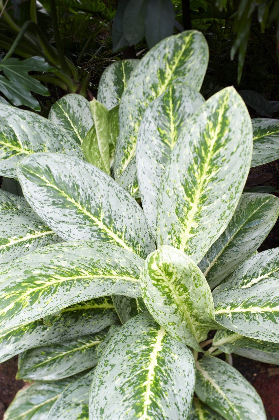 Pruning Chinese Evergreen Plant: How To Cut Back A Chinese Evergreen