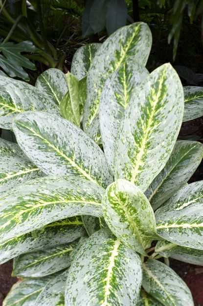 Chinese Evergreen Plant