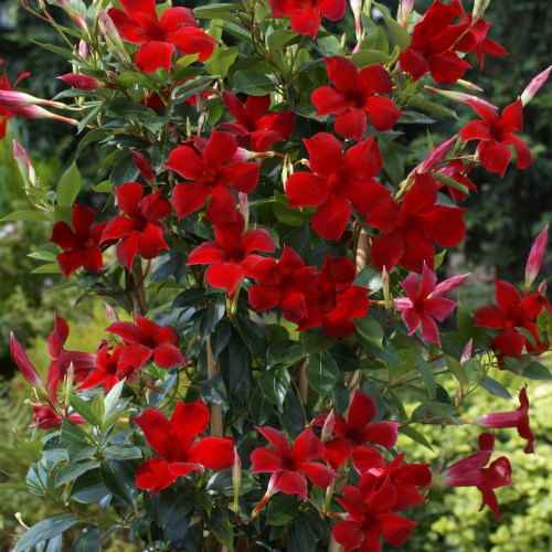 Mandevilla SunParasol 