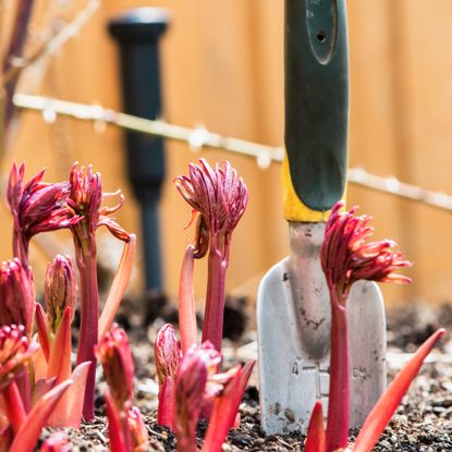 Red peony sprouts in spring next to a trowel
