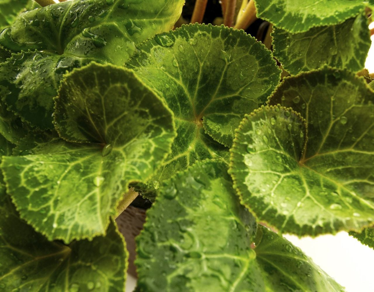 cyclamen bud drop