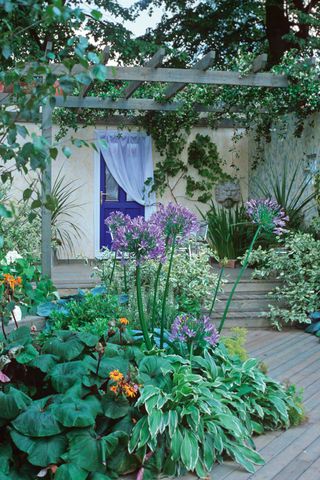 plants - front garden ideas
