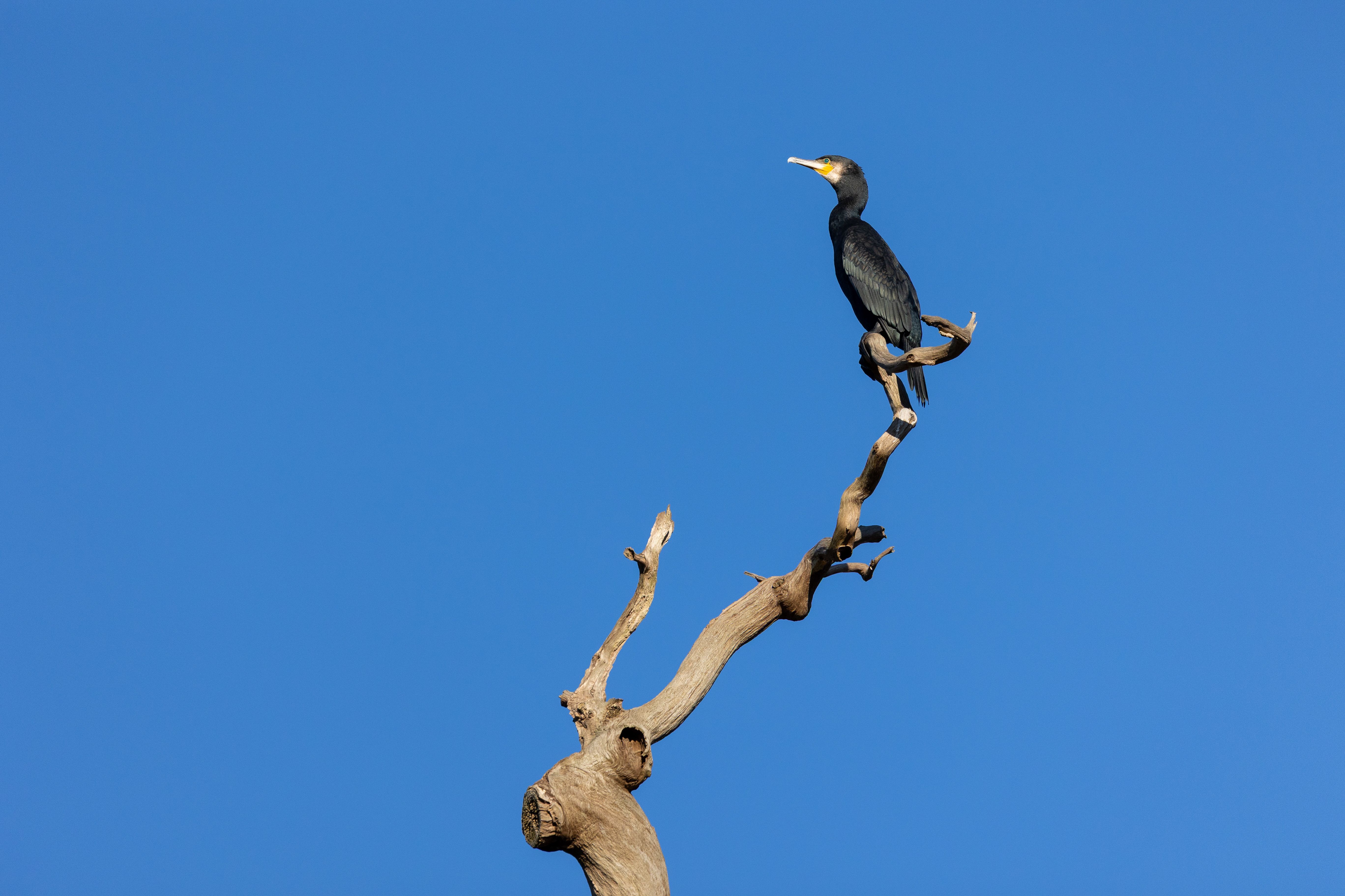 Using crop mode on a Canon full-frame mirrorless camera