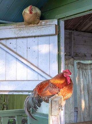 Isolated rooster seen perched on a stable door during early evening in an old Wendy house. A hen can also be seen perched on the top door.