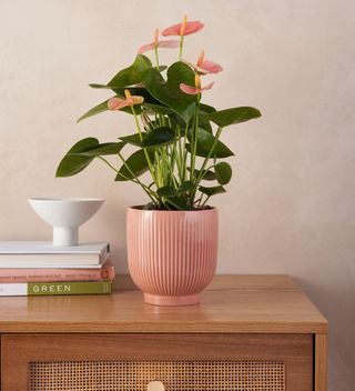 Peach Anthurium