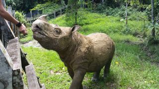 Tam the Sumatran Rhino