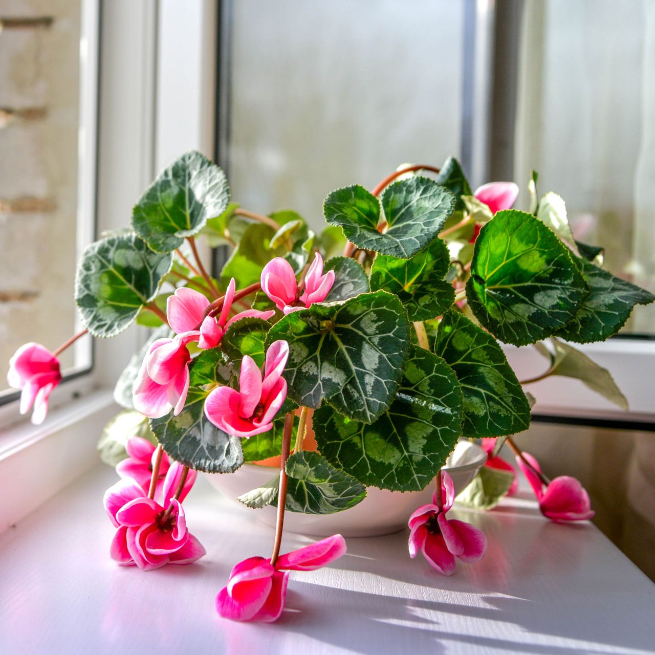 cyclamen drooping on windowsill