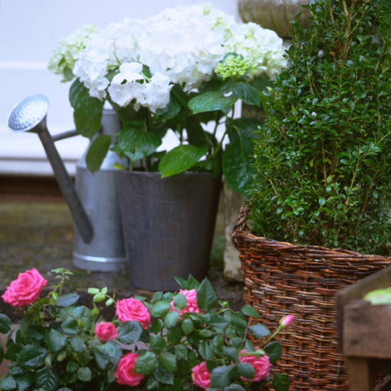 garden with watering cans and white flowers
