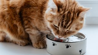 close up of a cat drinking from a small water bowl