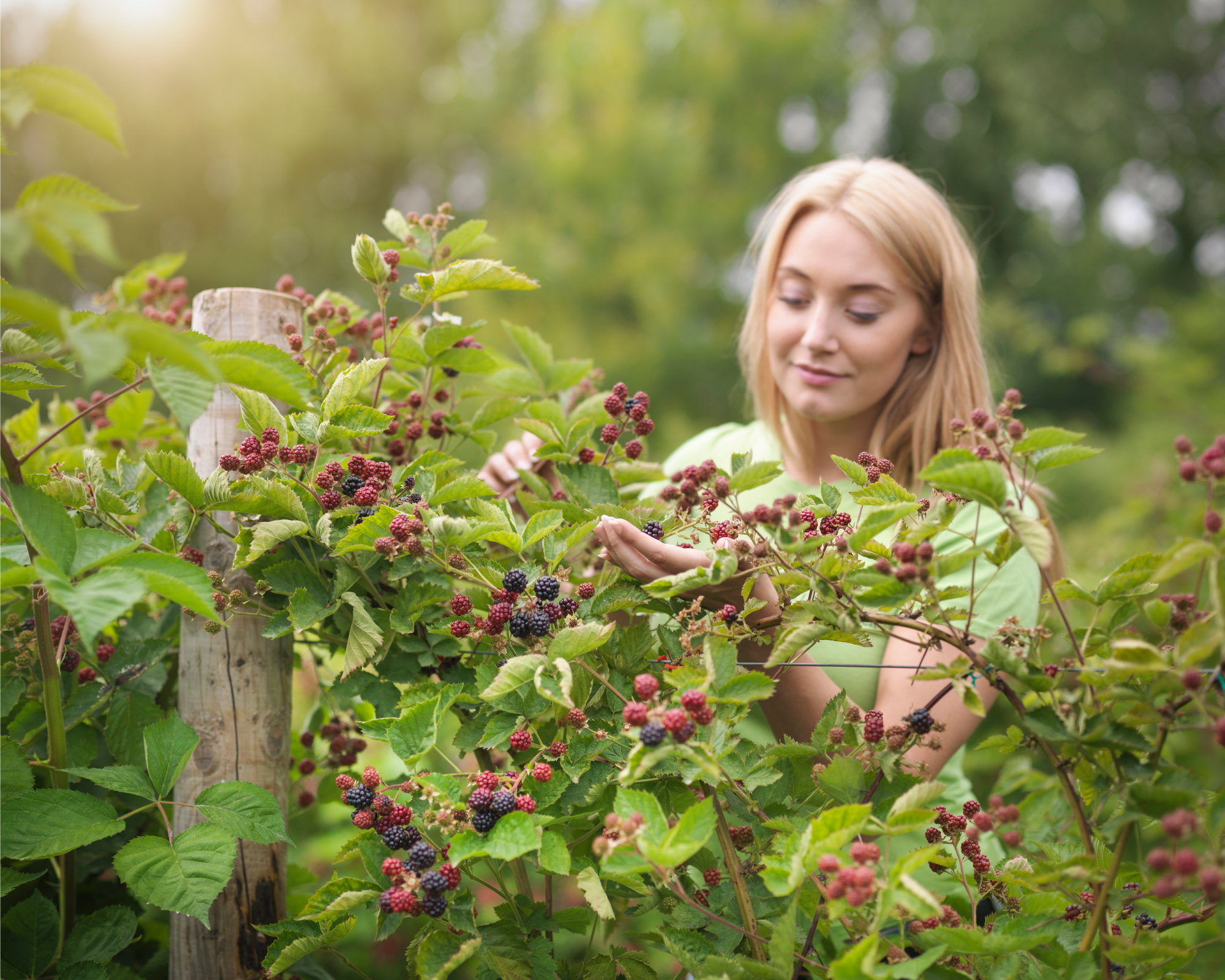 Young woman harvesting blackberries