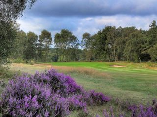 sherwood forest golf club pictured with heather in bloom