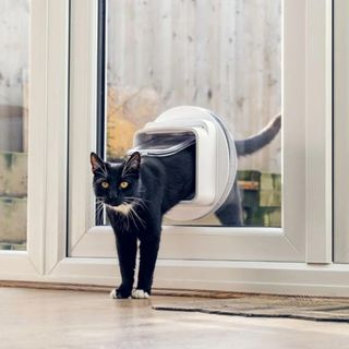 cat coming in through pet door