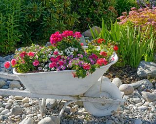 Old wheelbarrow painted white and being used as a flower planter in a rock garden