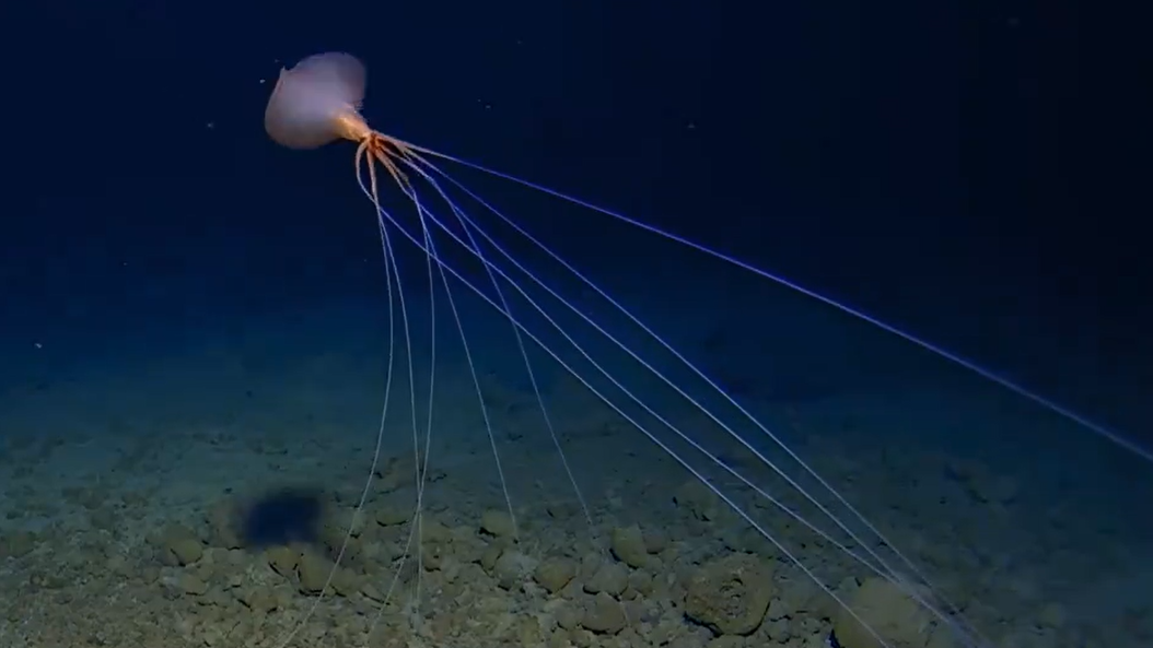 Screengrab from a video of a bigfin squid at the bottom of the Tonga Trench. The squid&#039;s long arms are outstretched and its fins fanned out.