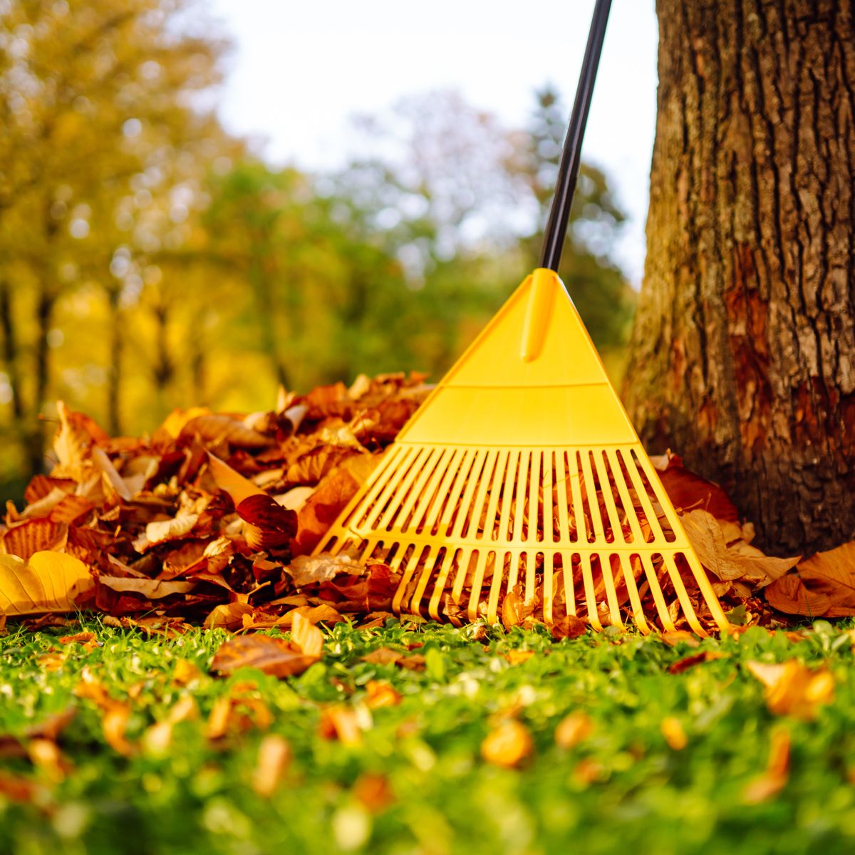 What Not To Do With Your Garden In The Fall Gardening Know How