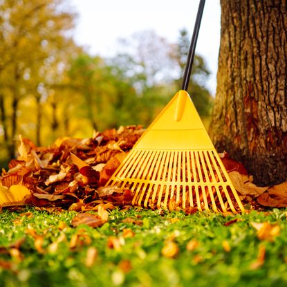 Yellow rake with a pile of leaves