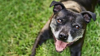 Senior dog looking up at the camera