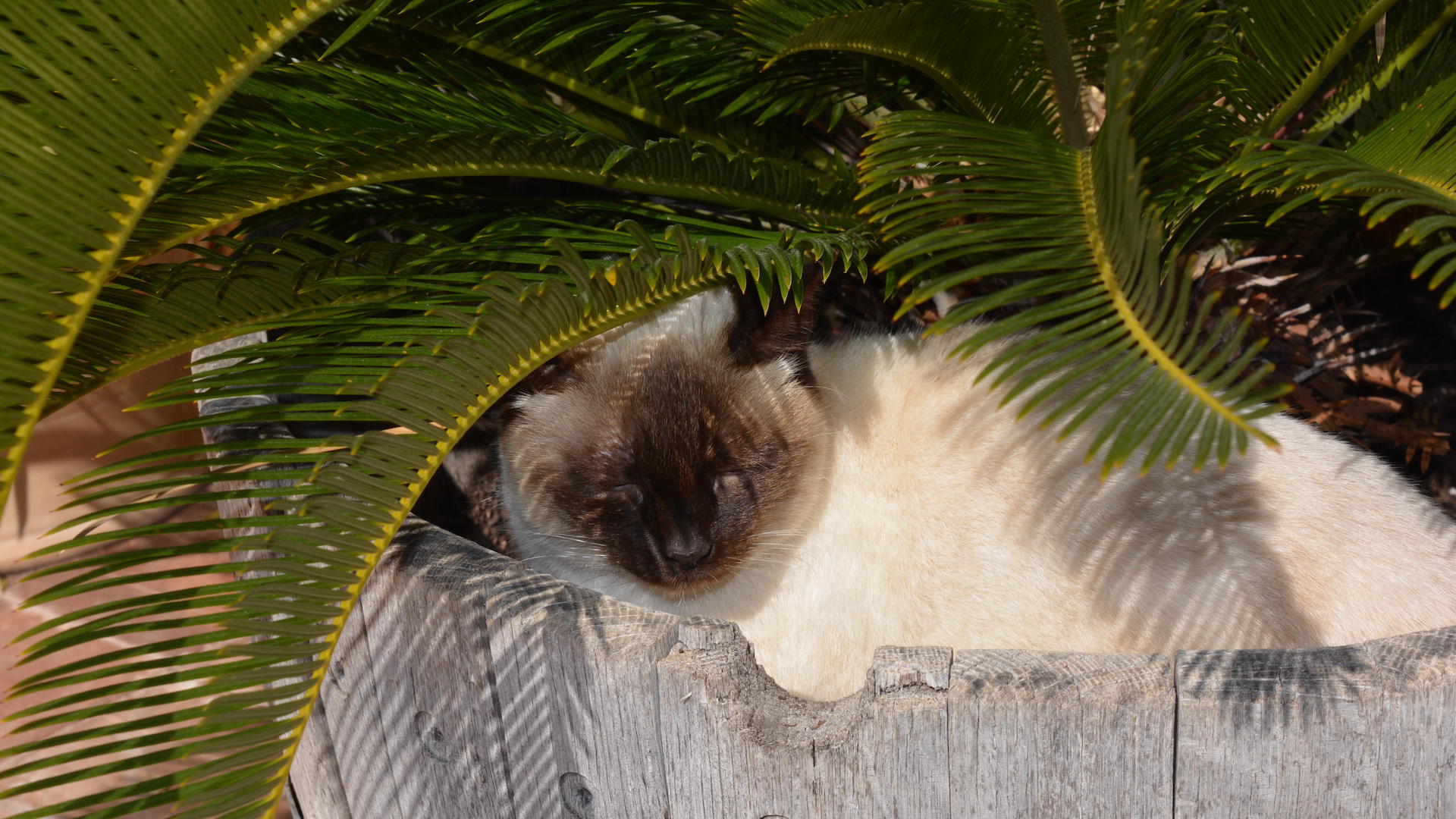 Cat hiding under sago palm