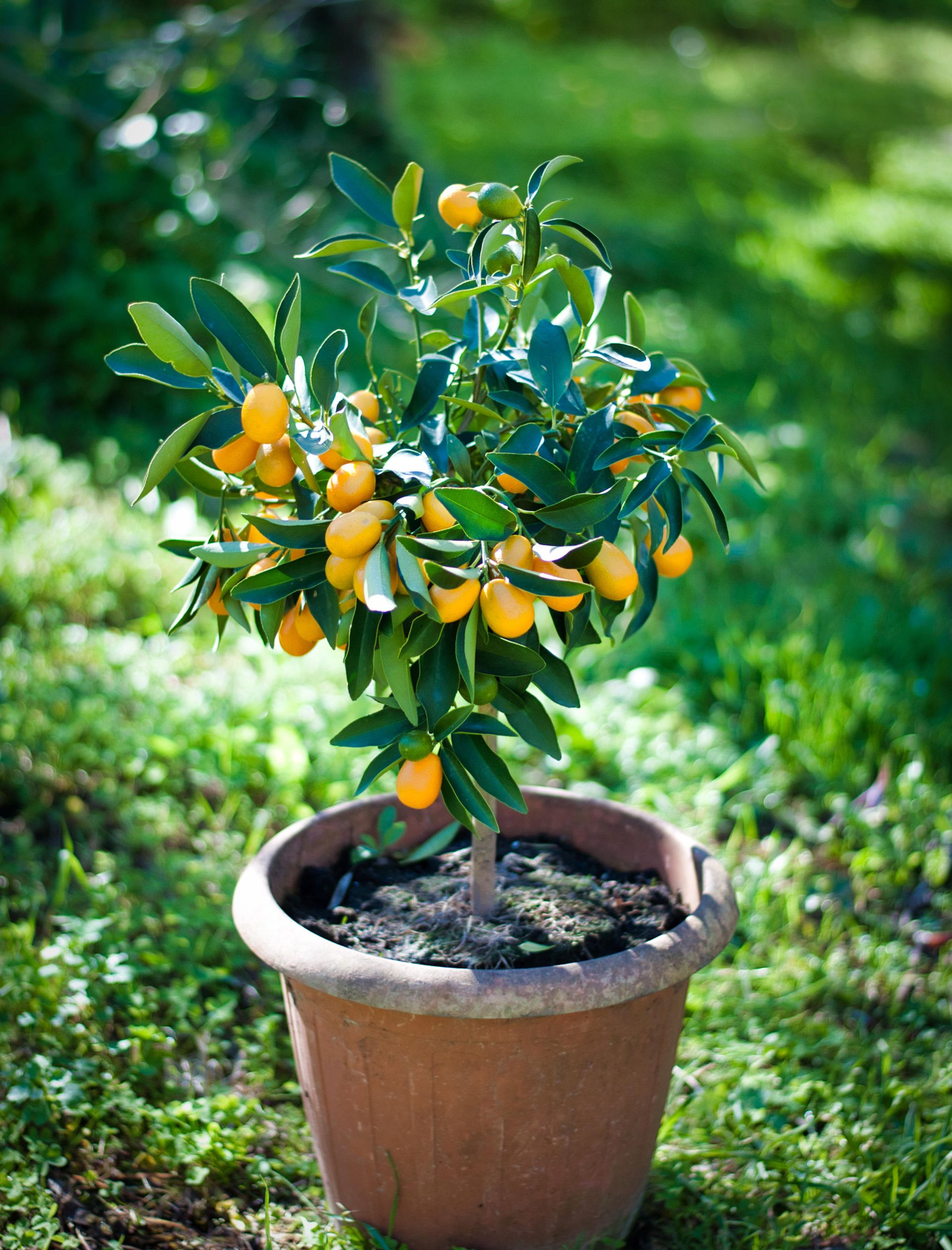 Best fast-growing fruit trees: 10 vigorous fruit trees to grow | Homes ...