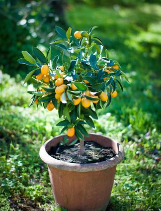 Kumquat tree in a pot in a garden