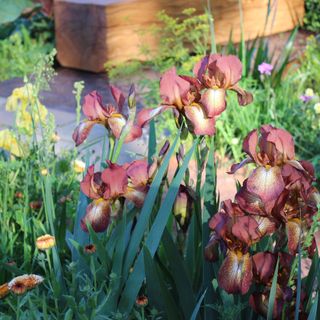 Bronze coloured irises growing in a border with wooden bench in background