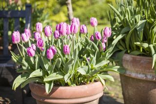 A close-up of a terracotta planter with pink tulips