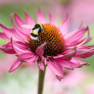 bee sitting on pink flower