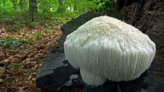 lion's mane mushroom