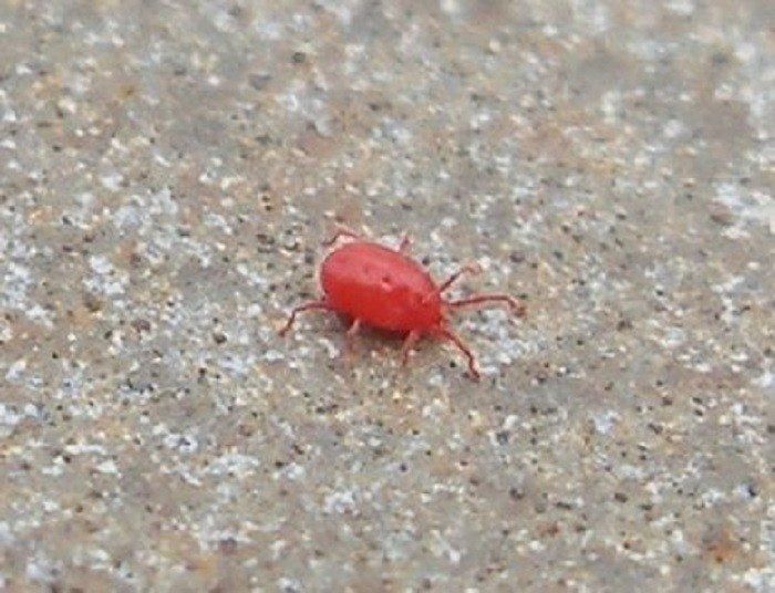 Single Red Mite